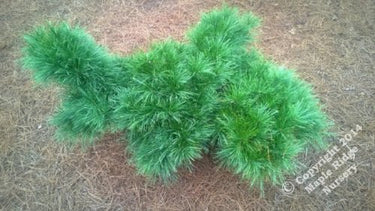 Pinus strobus 'Niagara Falls' - Maple Ridge Nursery